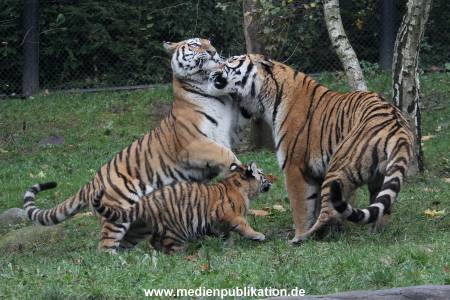 Hagenbeck 26102017 022