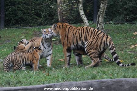 Hagenbeck 26102017 023