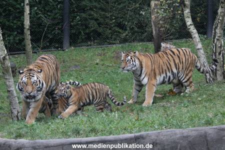 Hagenbeck 26102017 024