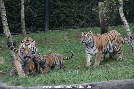 Hagenbeck 26102017 025
