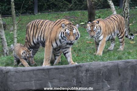 Hagenbeck 26102017 026