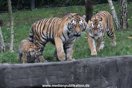 Hagenbeck 26102017 027