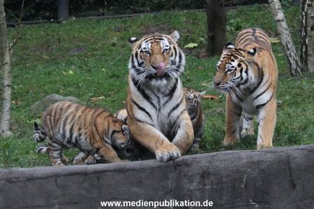 Hagenbeck 26102017 028