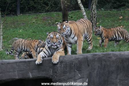 Hagenbeck 26102017 029