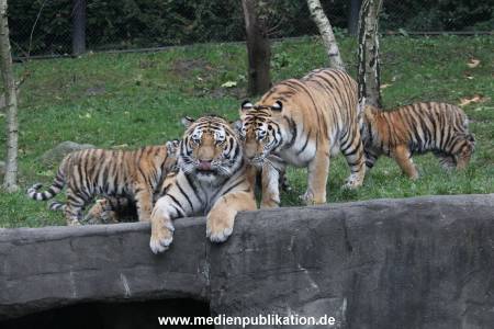 Hagenbeck 26102017 030