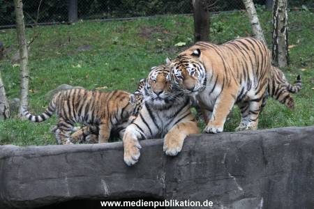 Hagenbeck 26102017 031