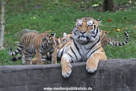 Hagenbeck 26102017 032