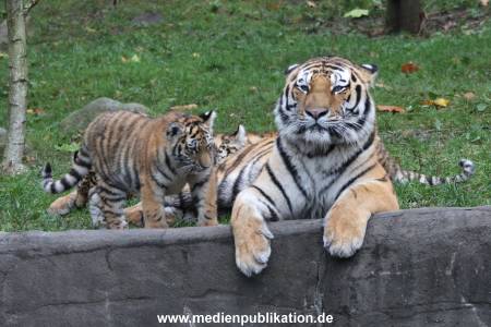 Hagenbeck 26102017 033