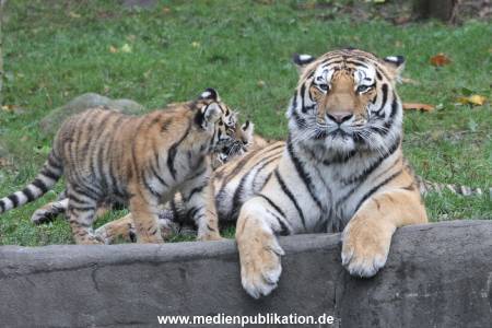 Hagenbeck 26102017 034