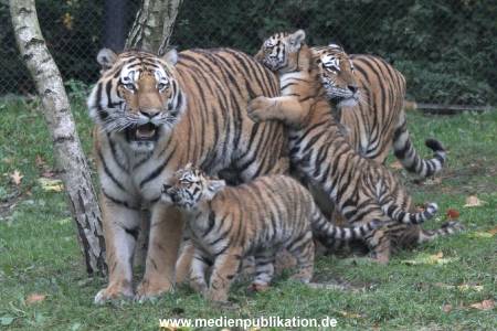 Hagenbeck 26102017 035