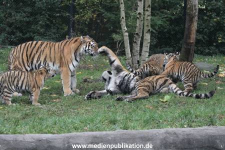 Hagenbeck 26102017 036