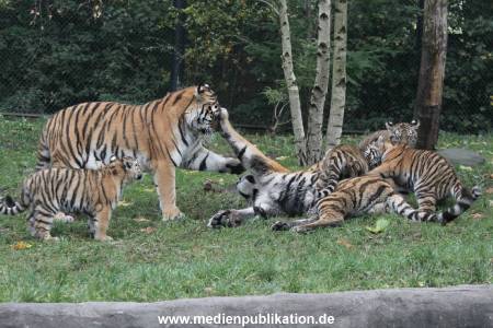 Hagenbeck 26102017 037