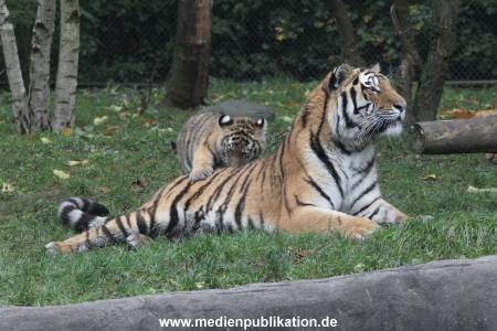 Hagenbeck 26102017 038