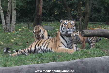 Hagenbeck 26102017 039