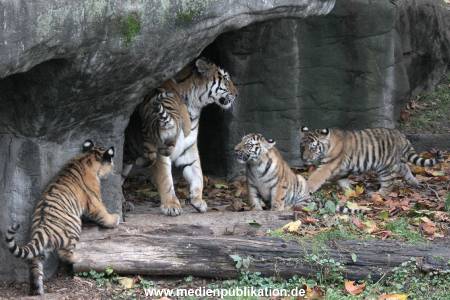 Hagenbeck 26102017 040