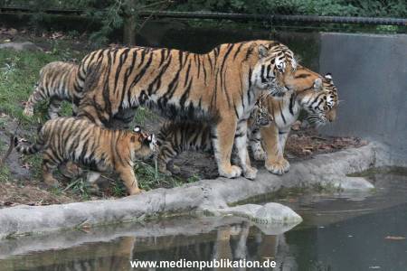 Hagenbeck 26102017 041