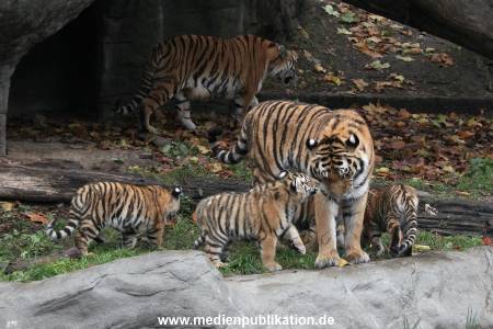 Hagenbeck 26102017 043