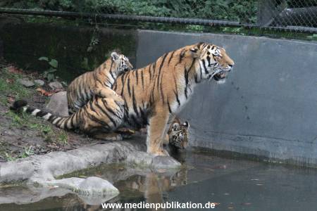 Hagenbeck 26102017 044