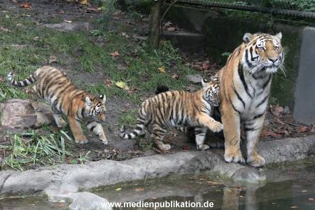 Hagenbeck 26102017 045
