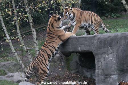 Hagenbeck 26102017 046