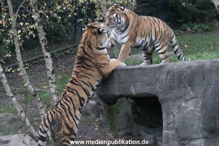Hagenbeck 26102017 047