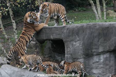 Hagenbeck 26102017 048