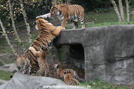 Hagenbeck 26102017 049