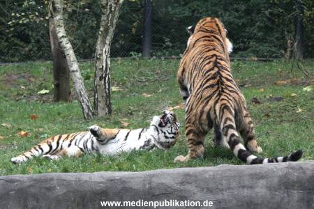 Hagenbeck 26102017 050
