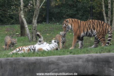 Hagenbeck 26102017 051