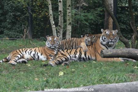 Hagenbeck 26102017 052