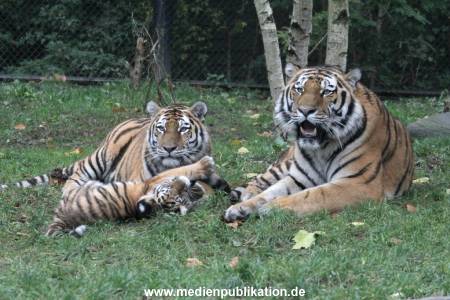 Hagenbeck 26102017 053