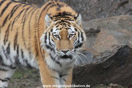 Hagenbeck 28022014 001