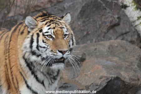Hagenbeck 28022014 002