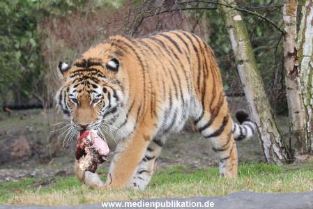 Hagenbeck 28022014 004