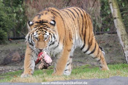 Hagenbeck 28022014 005