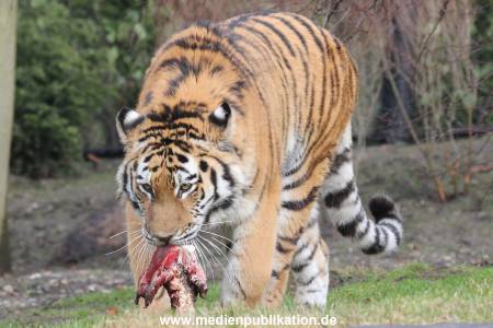 Hagenbeck 28022014 006