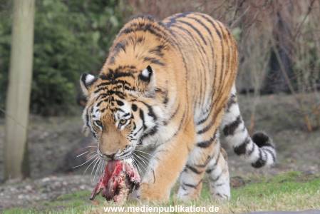 Hagenbeck 28022014 007