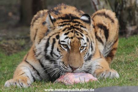 Hagenbeck 28022014 008