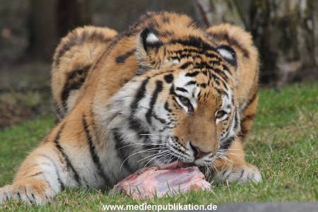 Hagenbeck 28022014 009