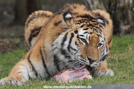 Hagenbeck 28022014 010