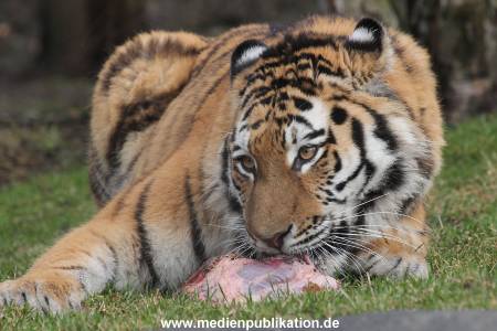 Hagenbeck 28022014 011