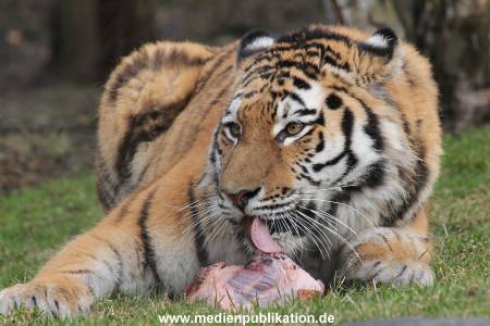 Hagenbeck 28022014 012