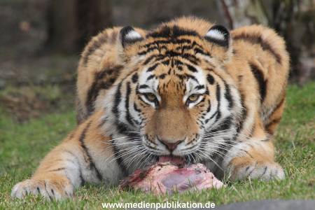 Hagenbeck 28022014 013