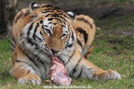Hagenbeck 28022014 014