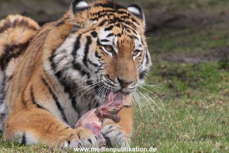 Hagenbeck 28022014 015