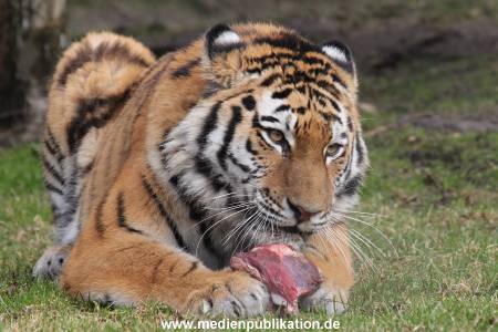 Hagenbeck 28022014 016