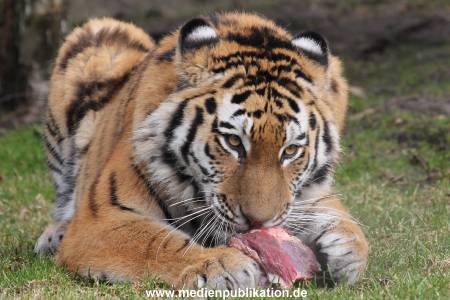 Hagenbeck 28022014 017