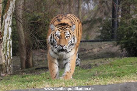 Hagenbeck 28022014 019