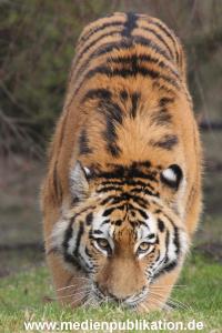 Hagenbeck 28022014 021