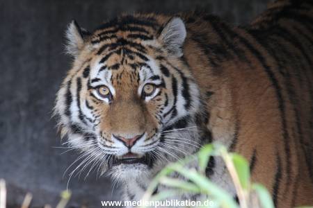 Hagenbeck 28022014 022